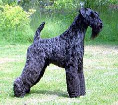 Kerry Blue Terrier